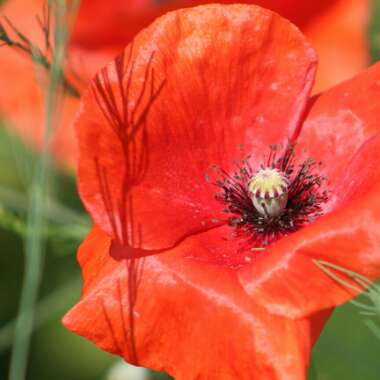 Papaver rhoeas
