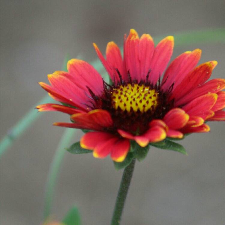 plant image 1115226 plant image 1115226