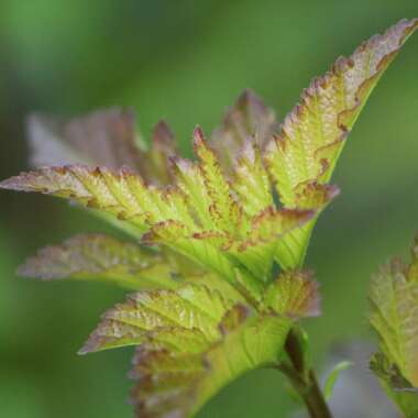 Physocarpus opulifolius