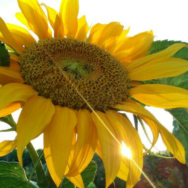 Helianthus annuus