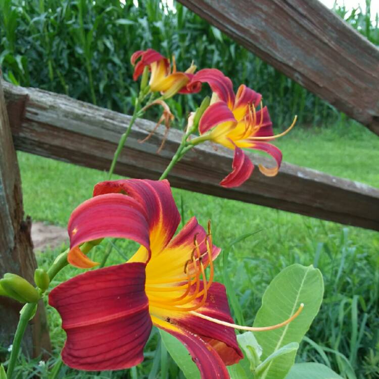 plant image 1130274