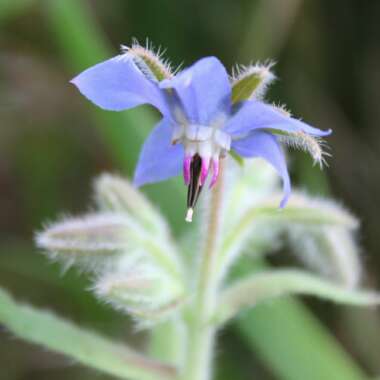Borago officinalis