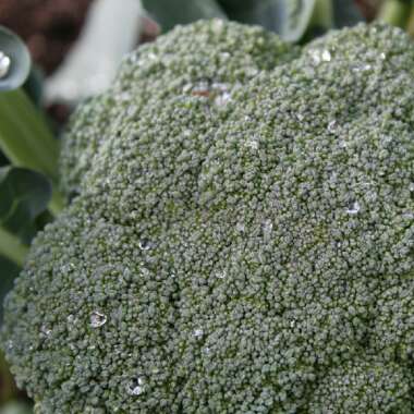 Brassica oleracea (Italica Group)
