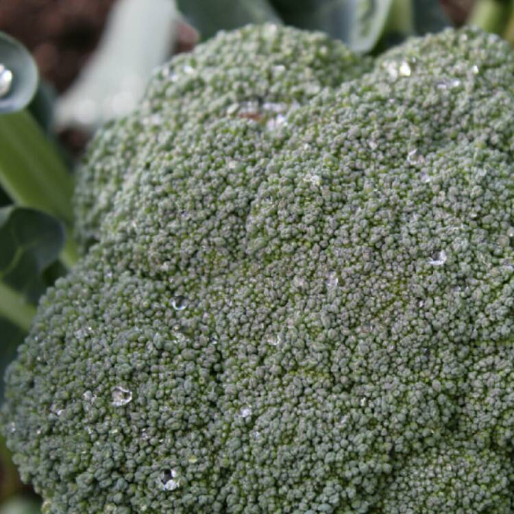 Plant image Brassica oleracea (Italica Group)