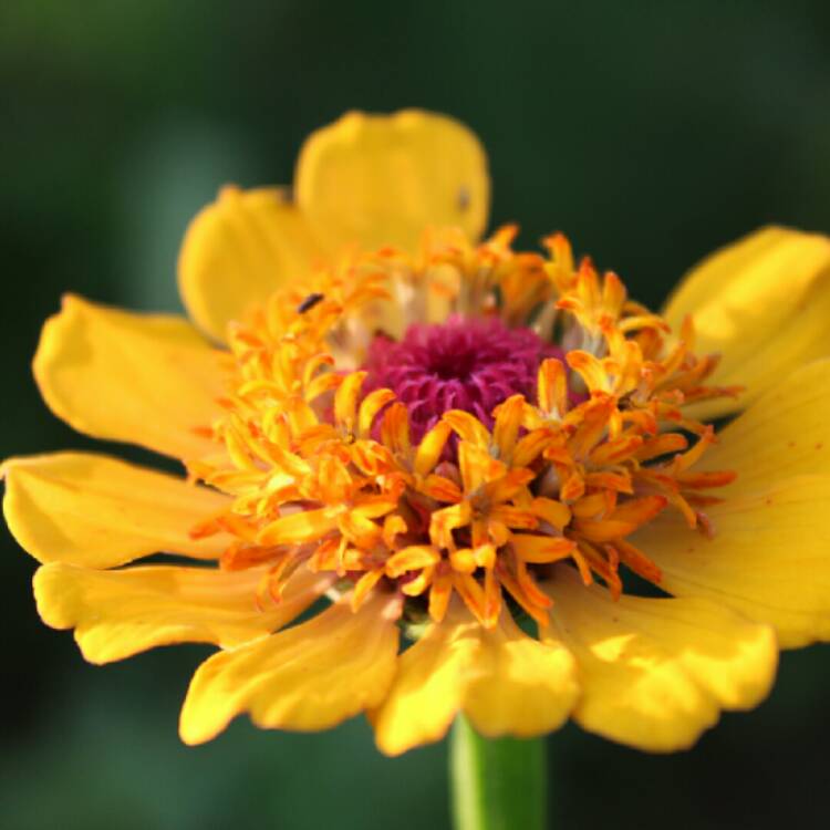 plant image 1139759 plant image 1139759