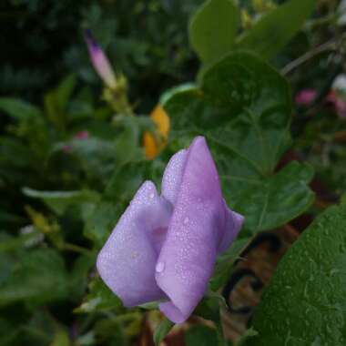 Lathyrus odoratus