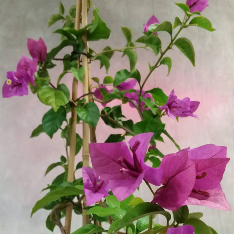 Plant image Bougainvillea