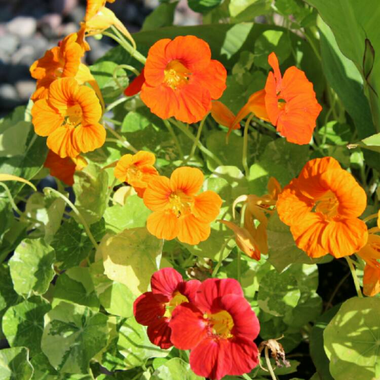 plant image 1141668 plant image 1141668