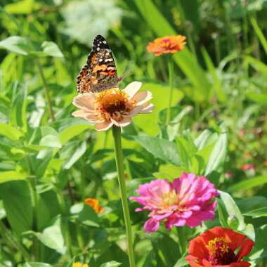 Zinnia elegans