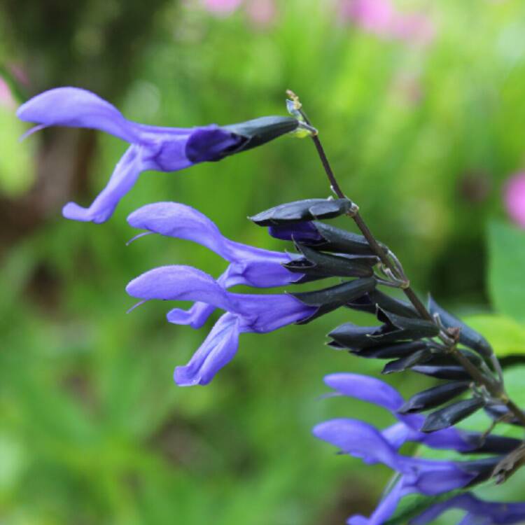 plant image 1145537 plant image 1145537