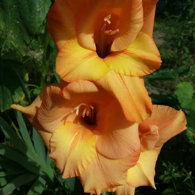 plant image 1152869 plant image 1152869