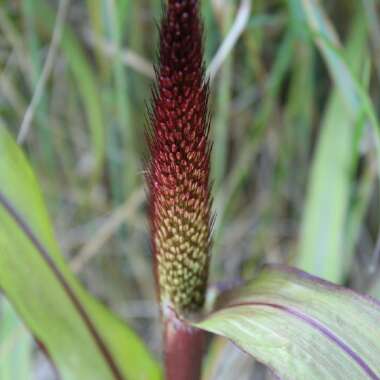Pennisetum glaucum 'Jester'