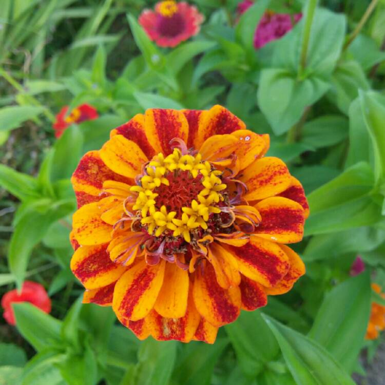 plant image 1156604 plant image 1156604