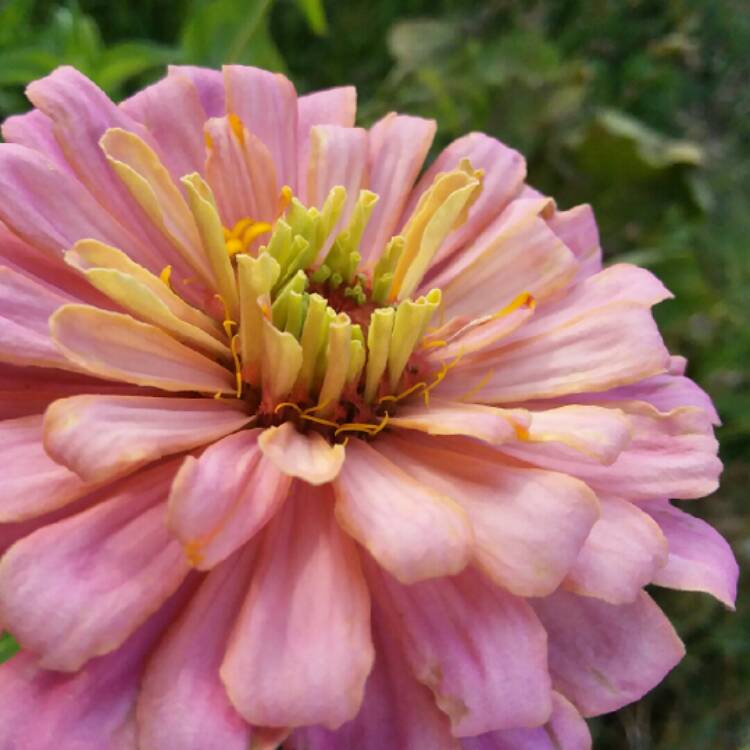 plant image 1158876 plant image 1158876