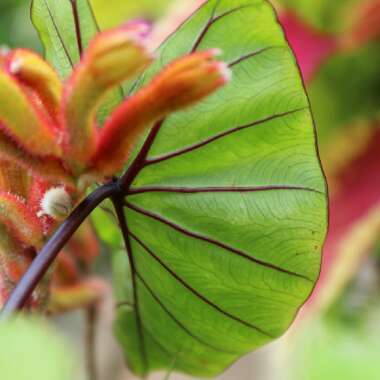 Colocasia esculenta 'Hawaiian Punch' (Royal Hawaiian Series)