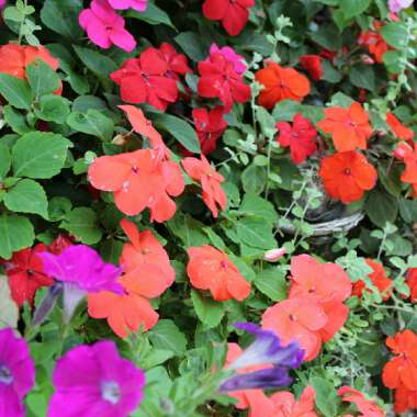 Impatiens walleriana