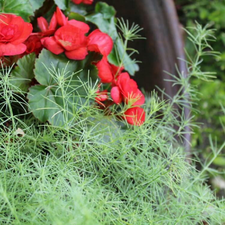 plant image 1163598