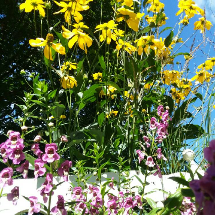 plant image 1164840