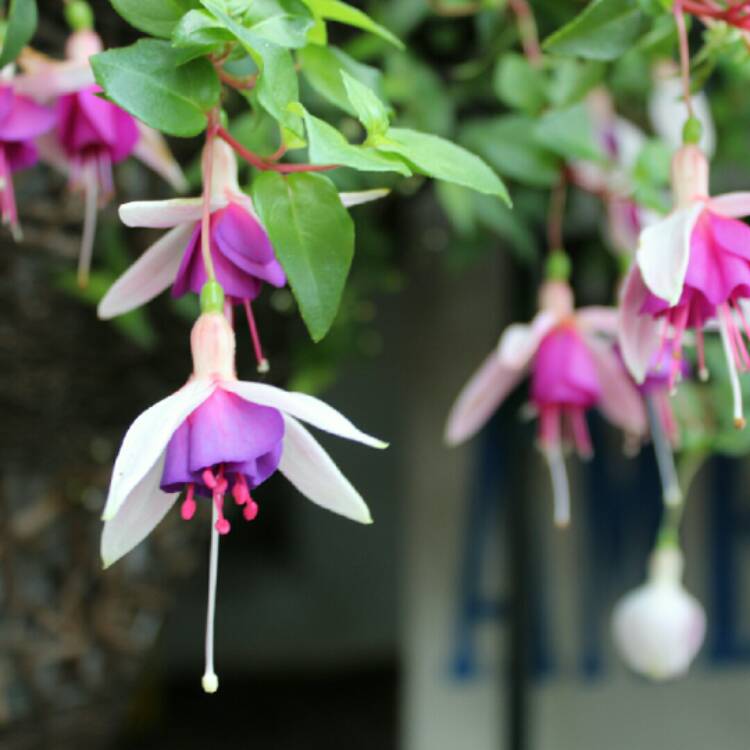 plant image 1165280