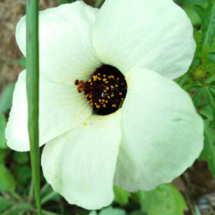 plant image 1168060