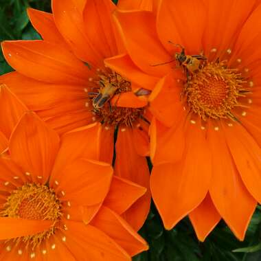 Gazania