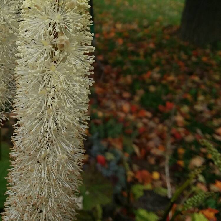 plant image 1172686