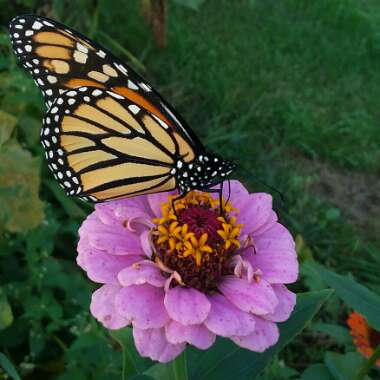 Zinnia elegans