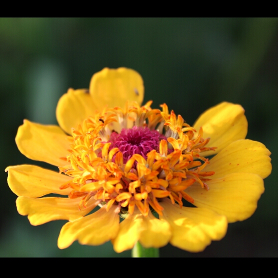 plant image 1173244 plant image 1173244