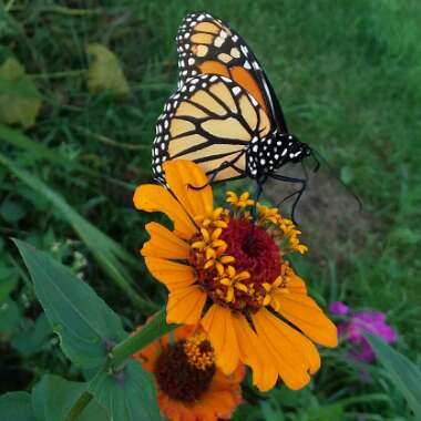 Zinnia elegans
