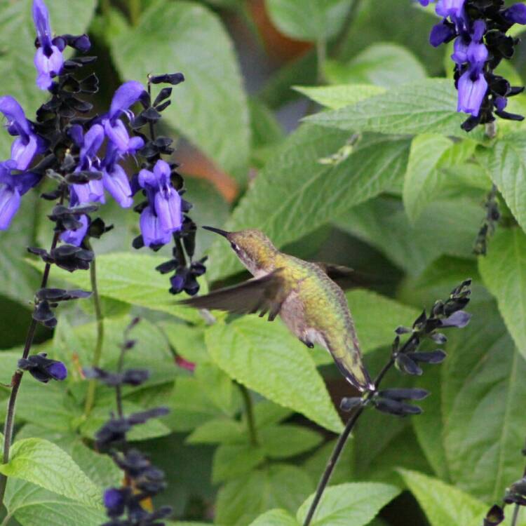 plant image 1176665 plant image 1176665