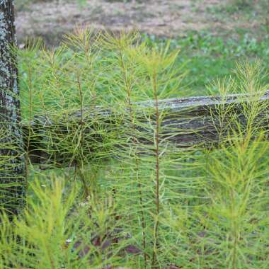 Amsonia hubrechtii