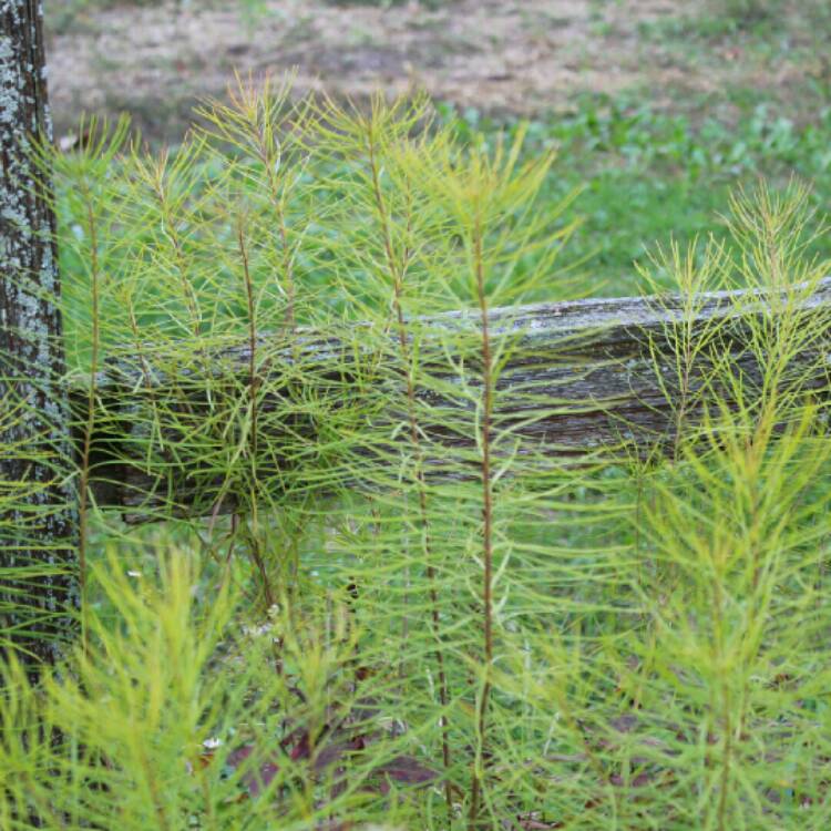 plant image 1178271