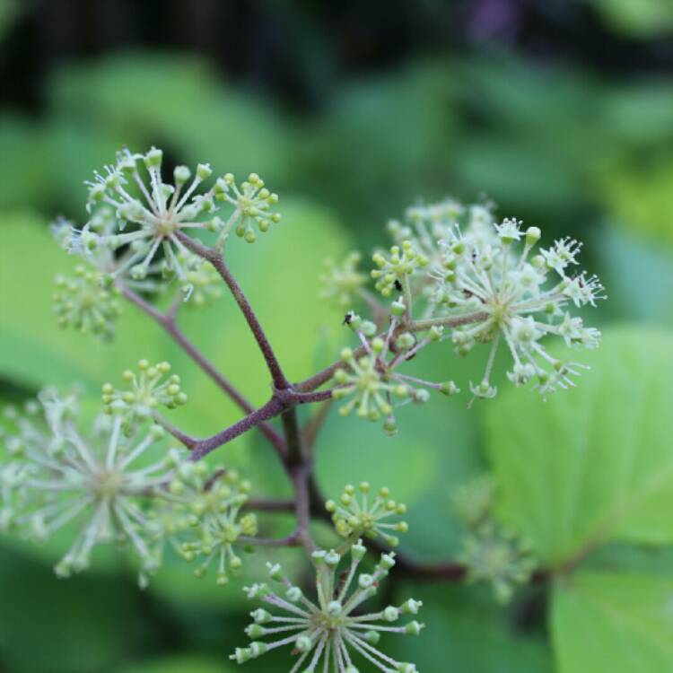 Plant image Aralia cordata 'Sun King'