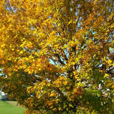 Acer