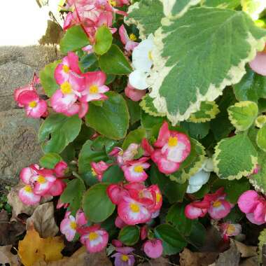 Begonia (Semperflorens Cultorum Group)  syn. Begonia semperflorens