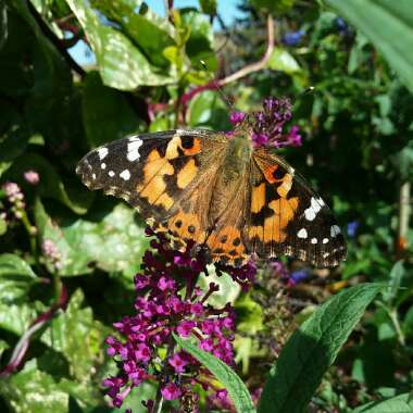 Buddleja