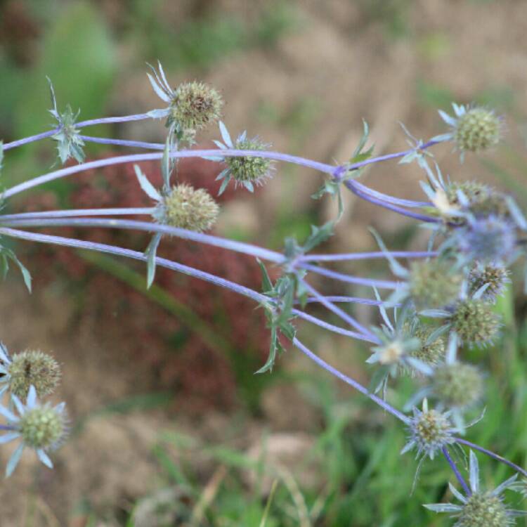 plant image 1188524