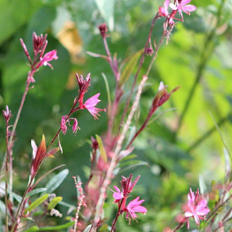 plant image 1188990 plant image 1188990