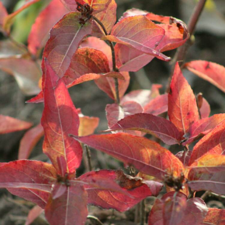 Plant image Diervilla Lonicera 'Copper'