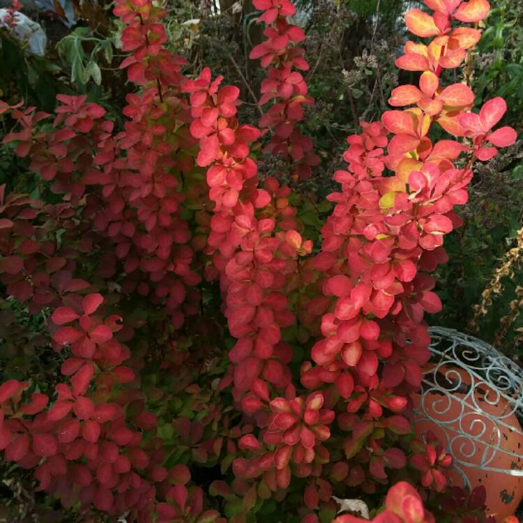 plant image 1194963