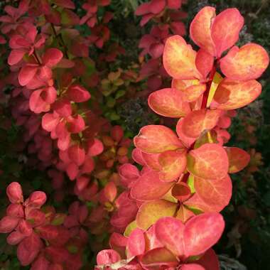 Berberis thunbergii 'Maria'
