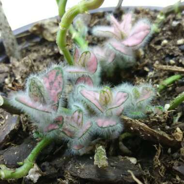 Hypoestes phyllostachya