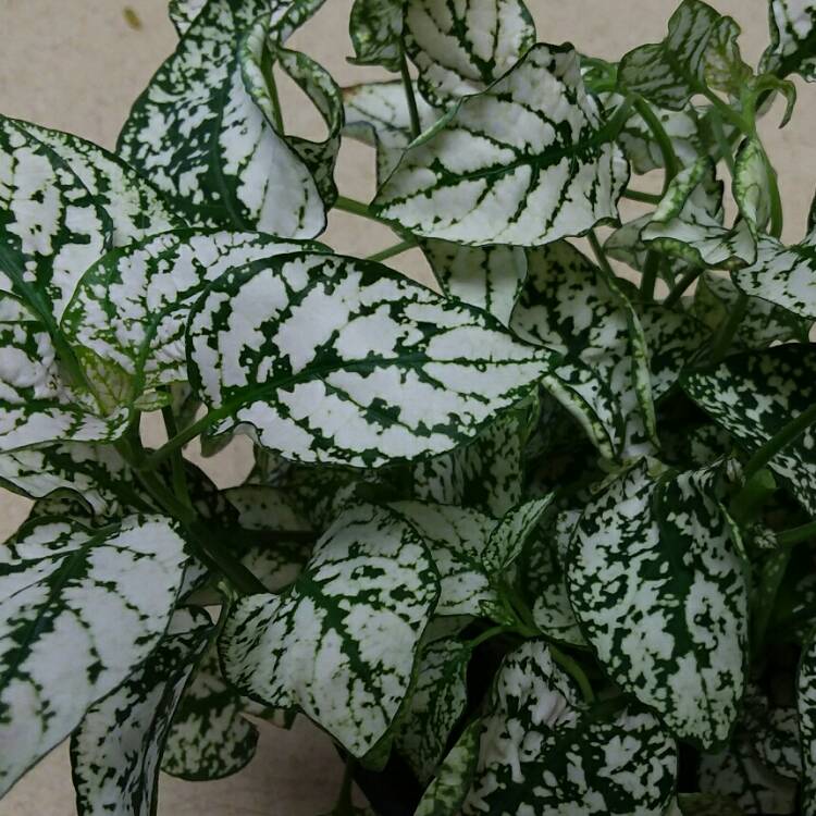 plant image 1198995 plant image 1198995