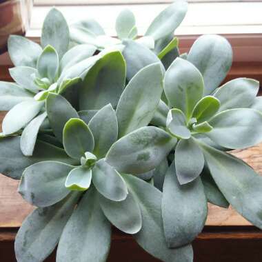 Senecio fulgens syn. Kleinia fulgens