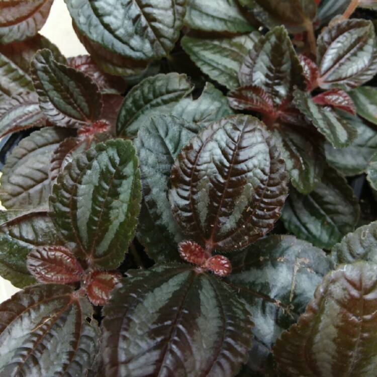 Plant image Pilea involucrata 'Pan Am'
