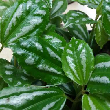 Pilea cadierei