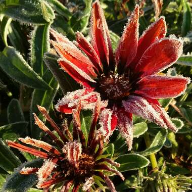 Gazania