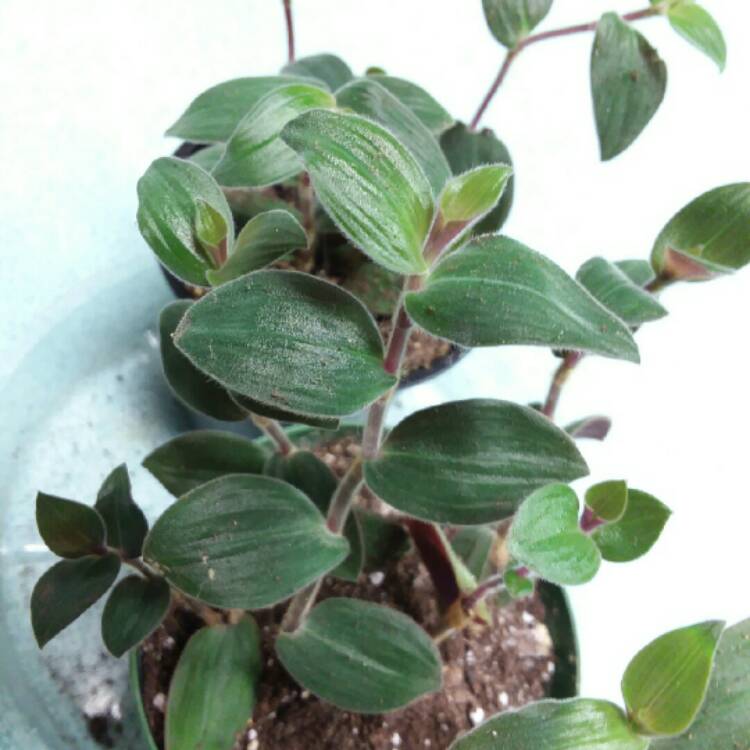 Plant image Tradescantia chrysophylla 'Baby Bunny Bellies'