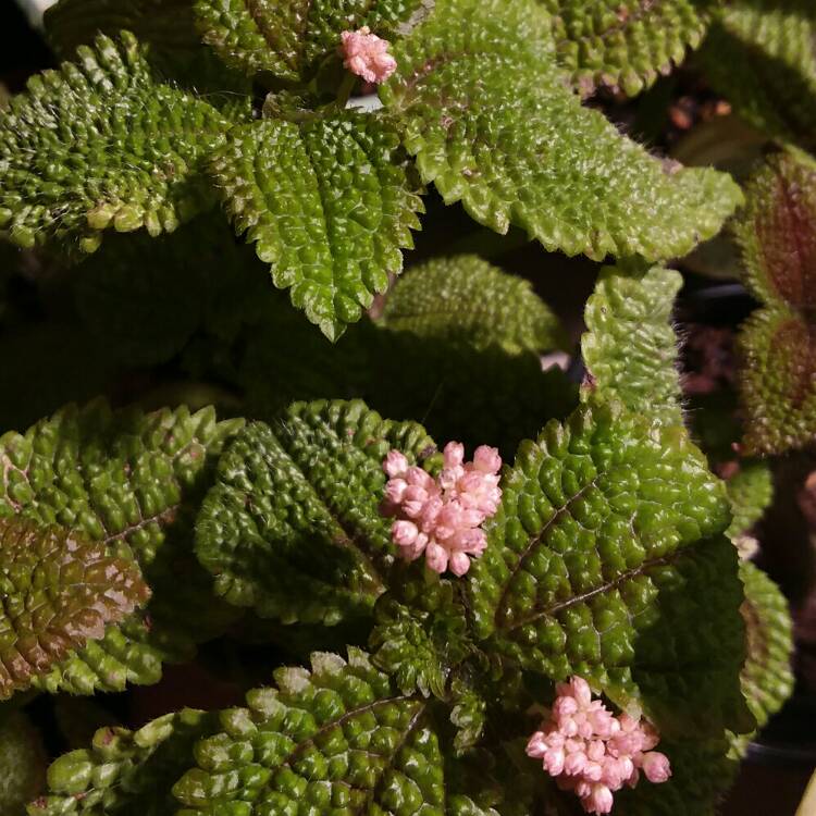 plant image 1207900