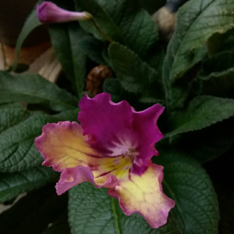 Plant image Streptocarpus